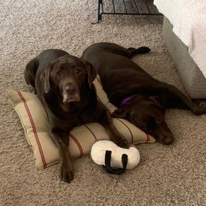 Meet your Posher, Shelly